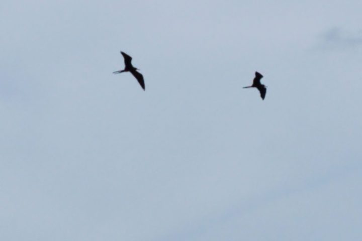 a bird flying in the sky