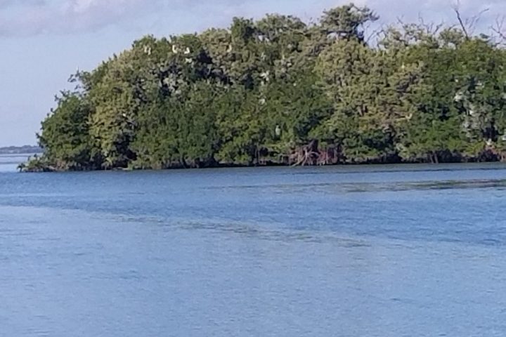 a tree next to a body of water
