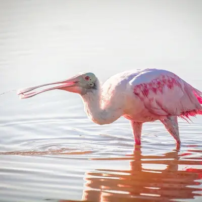 a pink flamingo standing in water
