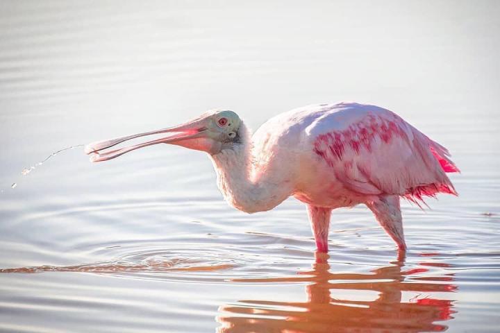 a pink flamingo standing in water