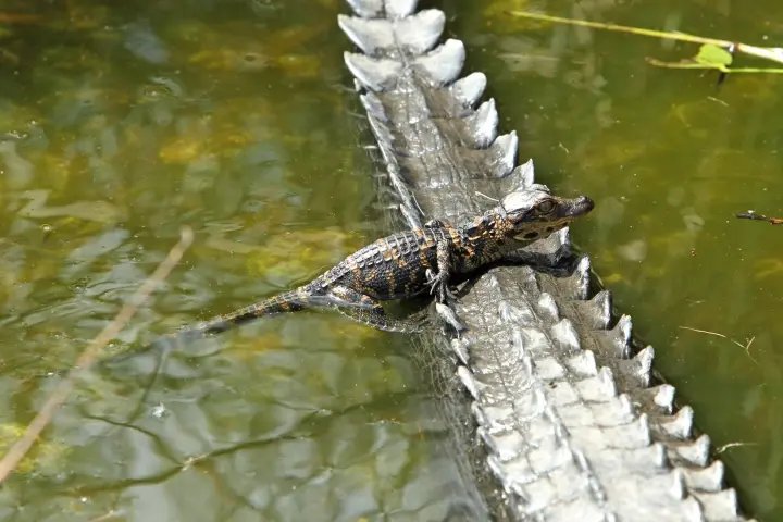 small alligator on the back of a larger alligator