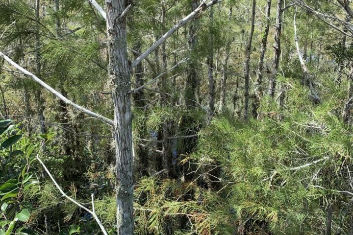 trees in cypress swamp of everglades