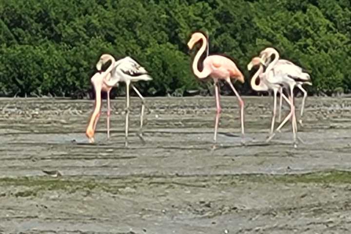 Flamingos in Everglades National Park