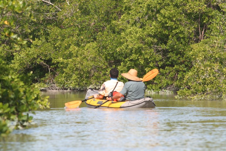 Two people kayaking through a mangrove-lined waterway.