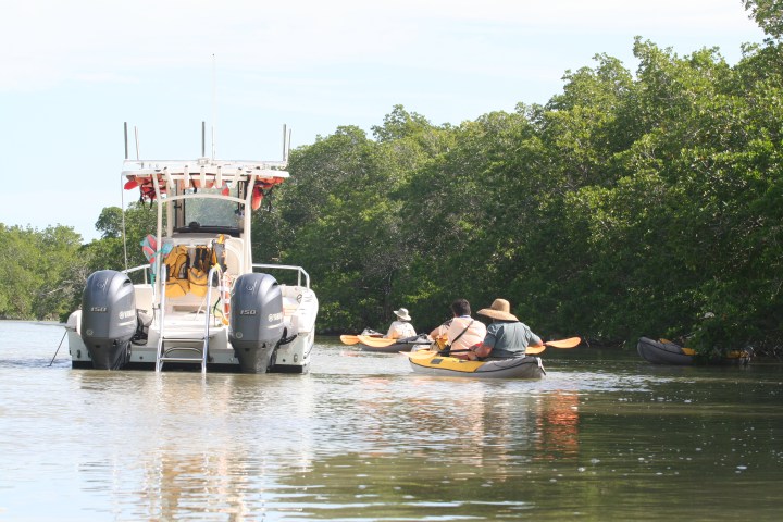 Boat with kayakers in a lush, green mangrove setting.