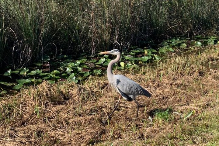 a bird standing on top of a grass covered field