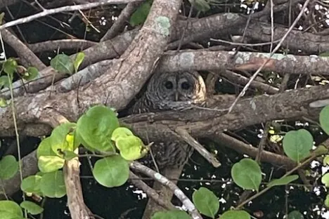 a bird sitting on a tree branch