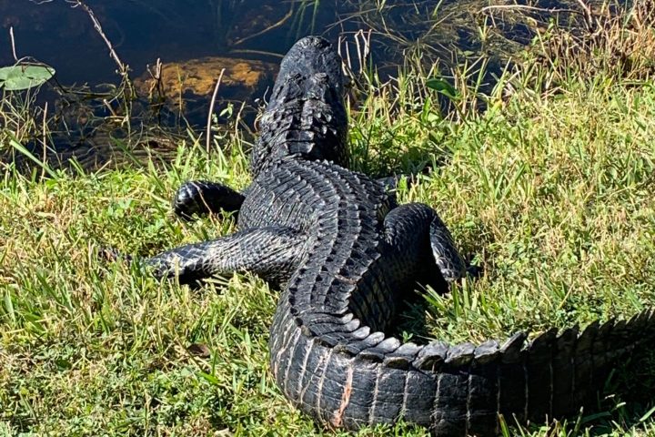 a large reptile in the grass