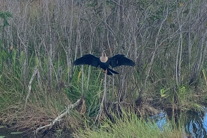 a bird flying over a body of water surrounded by trees