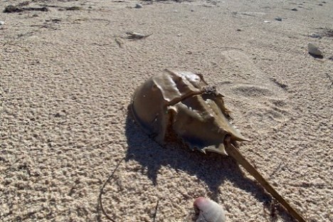a bird sitting on top of a sandy beach