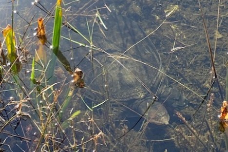 a close up of a tree