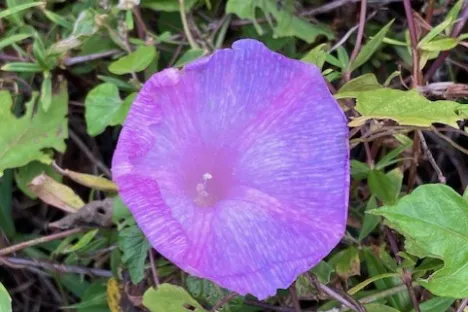 a close up of a flower garden