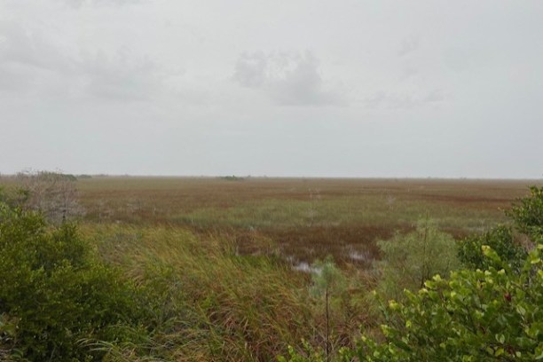 a field of tall grass