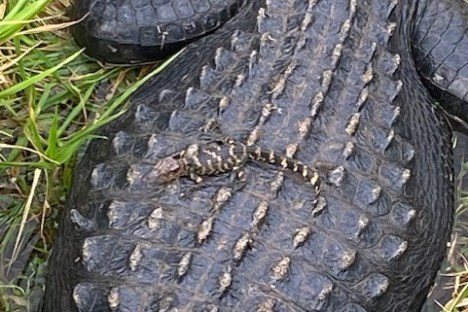 a close up of a reptile