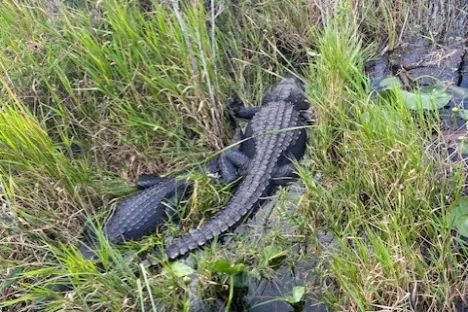 a reptile in the grass