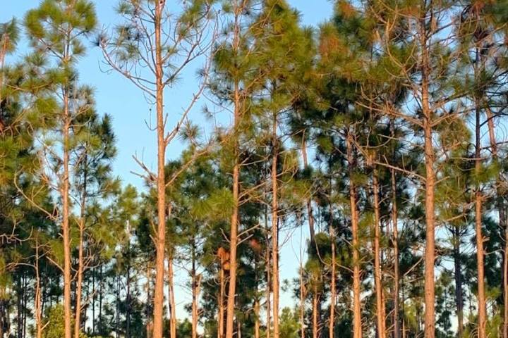a group of people standing in front of a tree