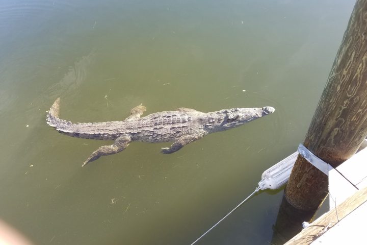 Salt Water Croc on the water