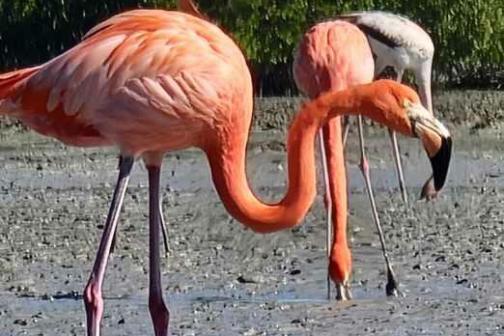 a flamingo standing in front of a bird