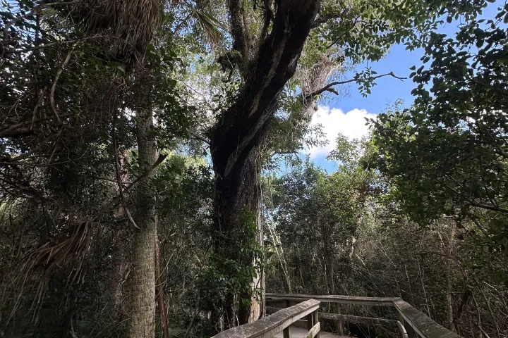 a bench next to a tree