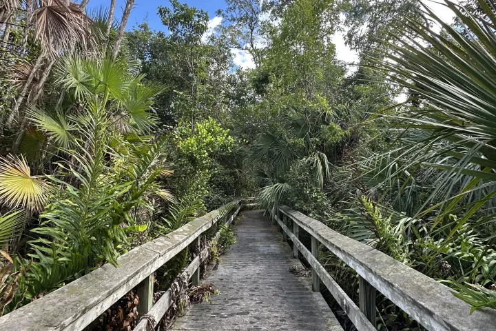a train sitting on the side of a tree