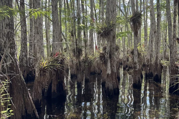 a group of people in a forest