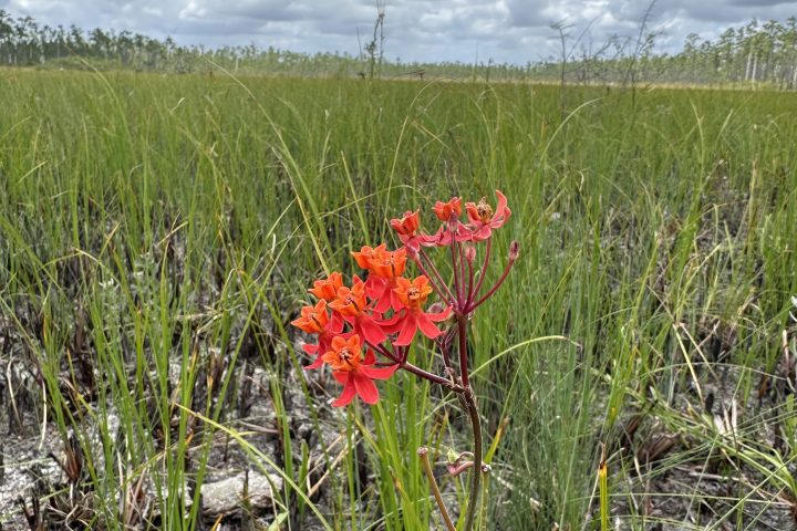 a flower in a field of tall grass