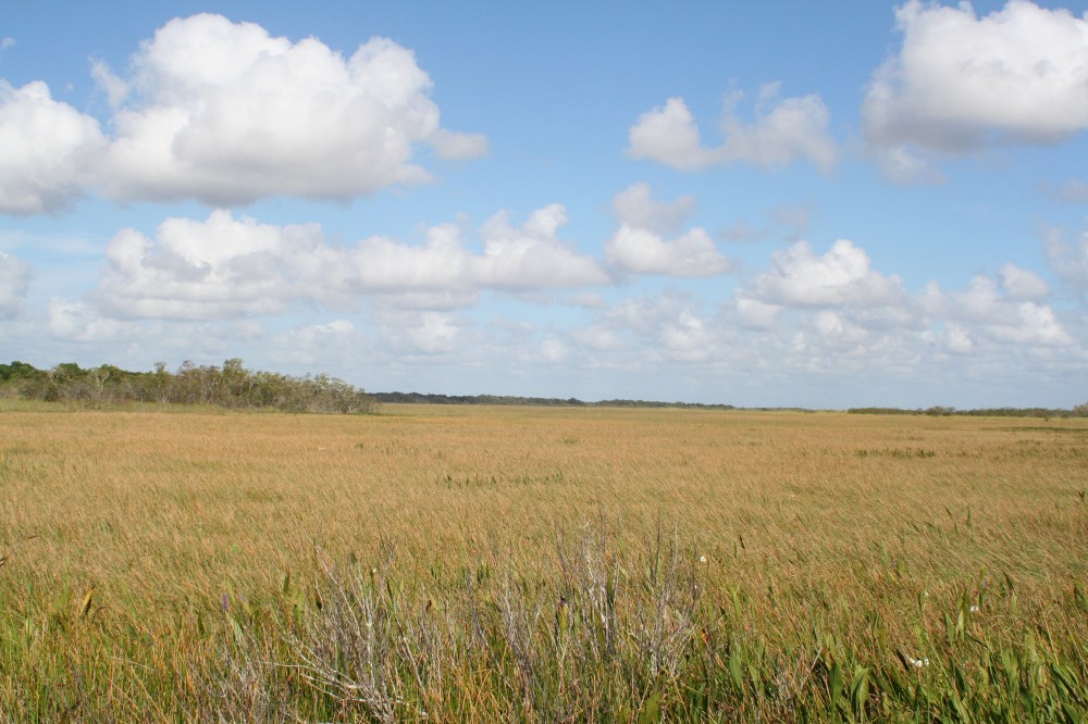 Expansive sawgrass prairie under a blue sky with scattered clouds.