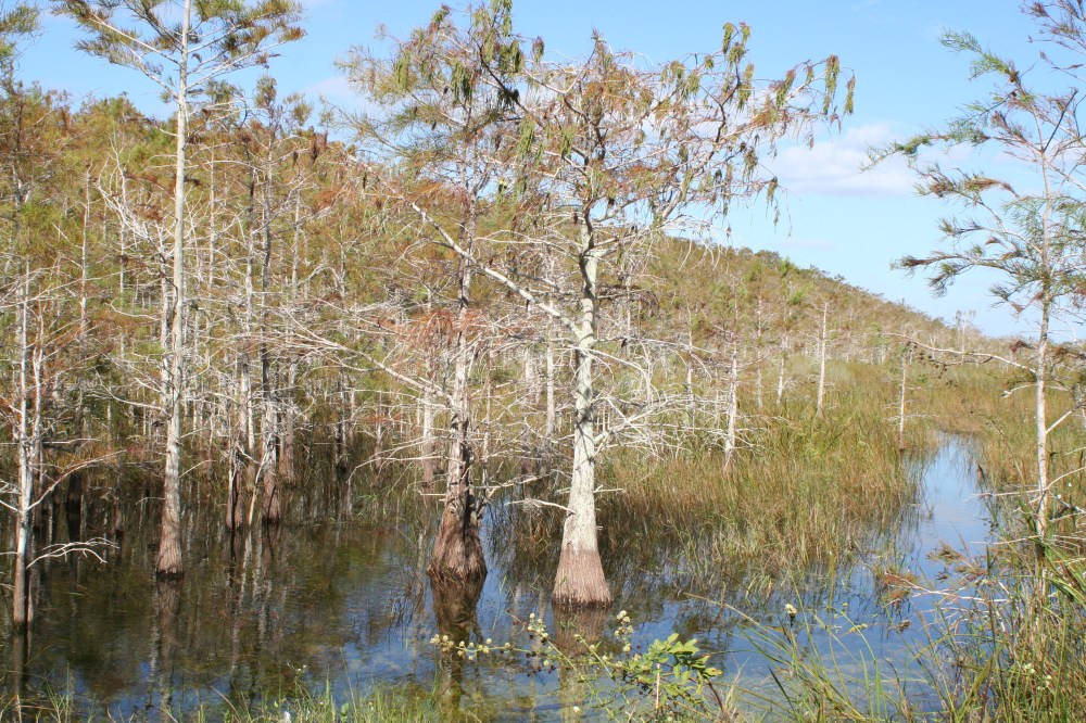 A swamp with cypress trees and grasses under a clear blue sky.