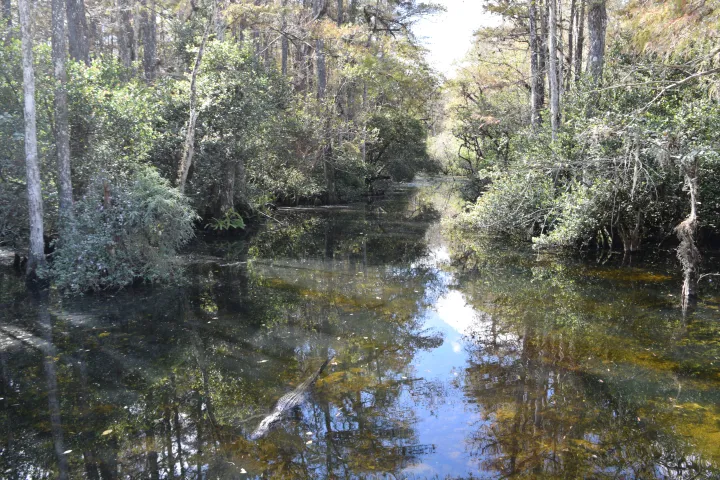 Swamp scene with calm water, surrounding trees, and reflected foliage in bright daylight.