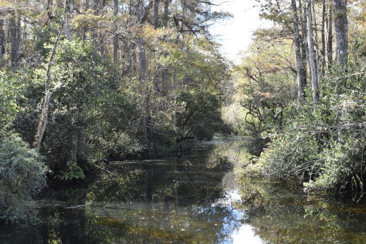 A calm swamp with trees reflected in the water, and an alligator swimming.