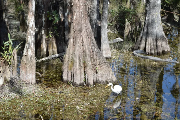 Egret wading in swamp with cypress trees and partially submerged alligator.