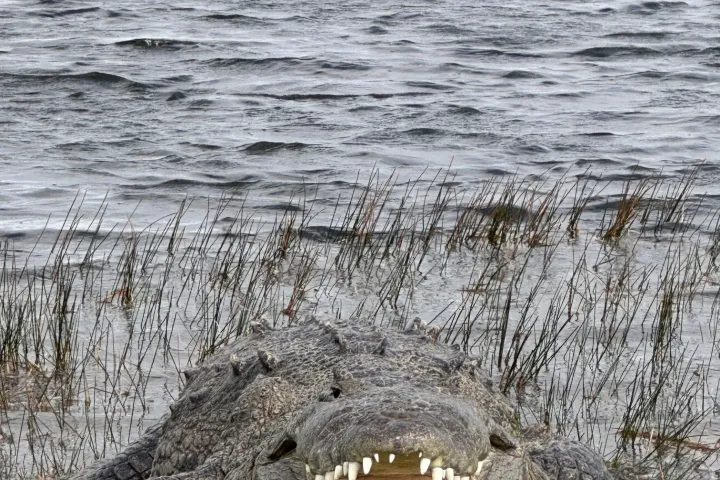 Crocodile with open mouth on grass by a lake.