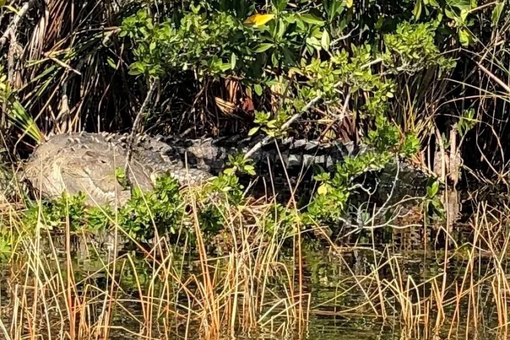 Alligator partially hidden in grass near water and greenery.