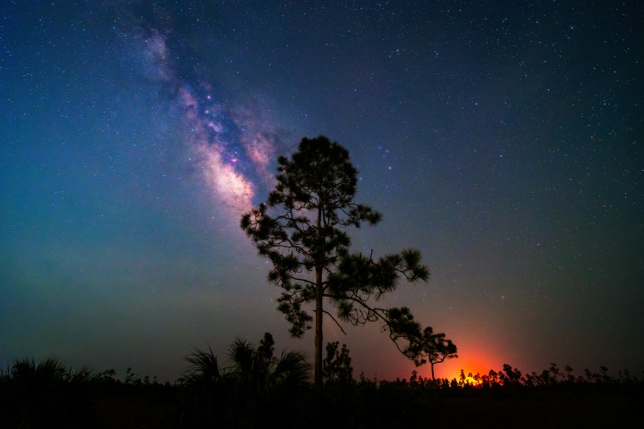 Silhouette of a tree against the Milky Way and starry night sky.