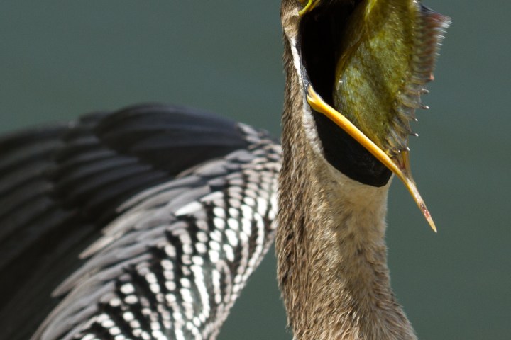 Bird with a fish in its beak against a blurred background.
