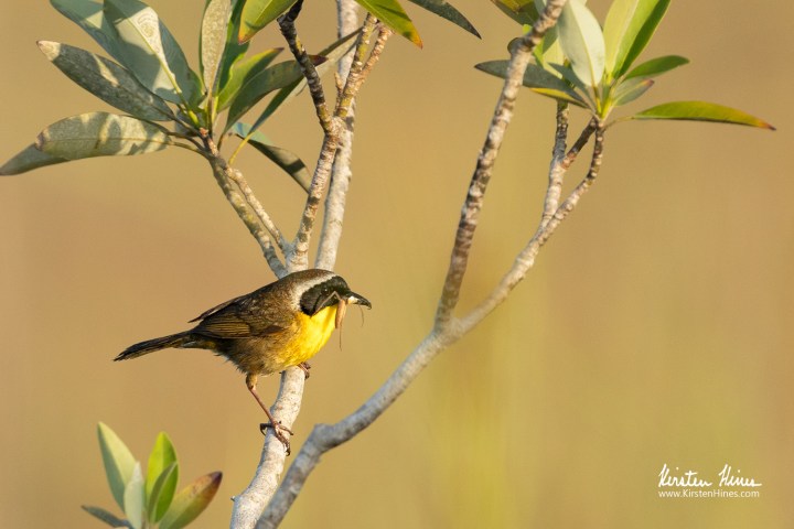Bright yellow-throated bird perched on a branch, holding an insect in its beak.