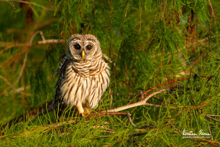 Barred owl perched on a branch surrounded by green foliage.
