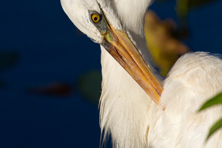 White egret preening feathers with head turned back against a dark blue background.
