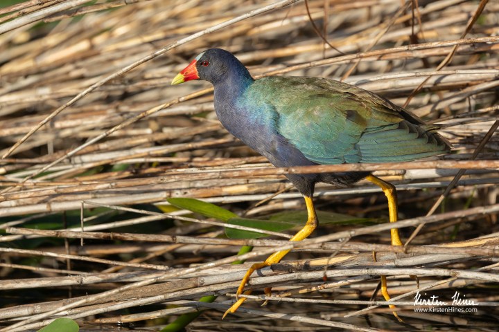 Purple gallinule walking on dried reeds in a wetland.