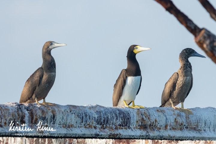 Three brown and white seabirds perched on a weathered beam.