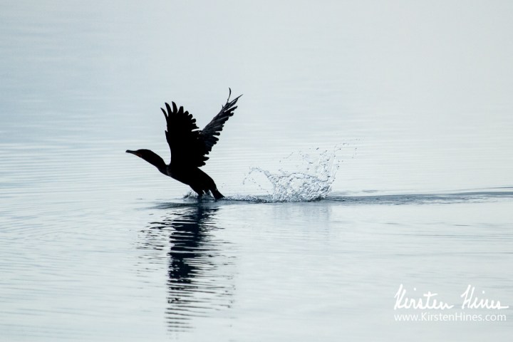 Silhouette of a bird taking off over calm water.