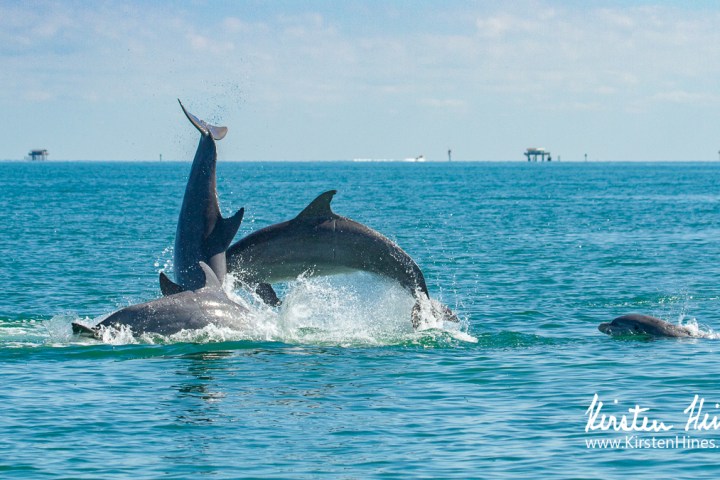 Dolphins leaping in ocean waves with calm sea background.
